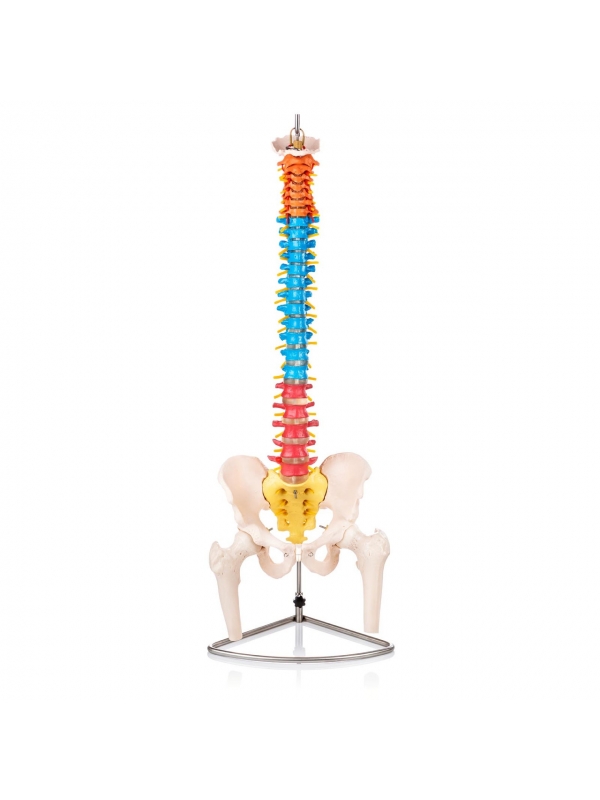 MYASKRO - Human Spine Model (Life-Size) With Femur Heads